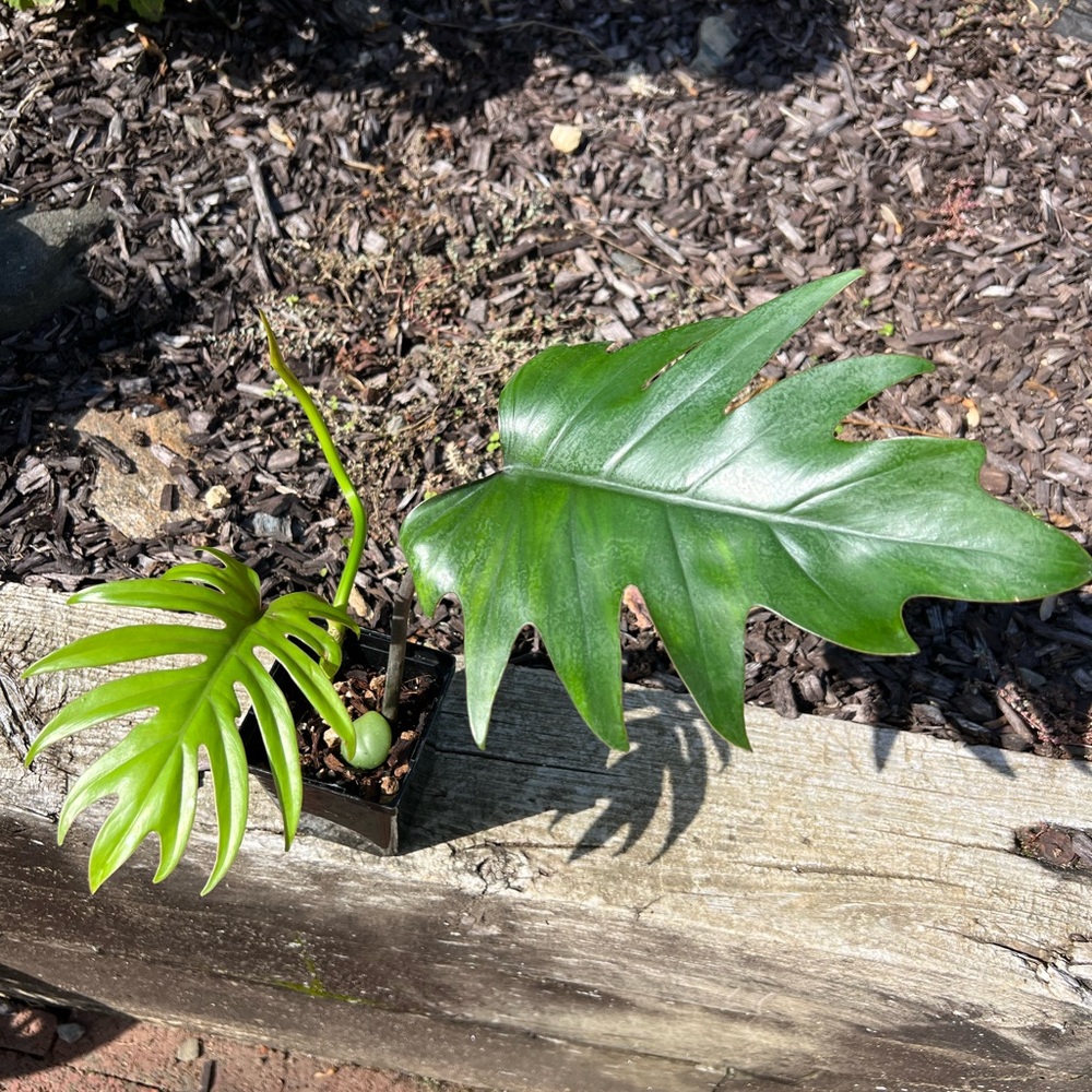 Philodendron Mayoi - Picture 4 of 6